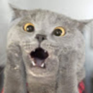 Meet your Posher, Caroline